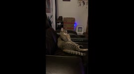 This human-like cat sits and watches Disney's 'Frozen 2' for an hour with his owner