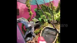 Newsflare Edit - Frog sings for ownerwhile getting misted