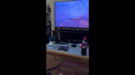 Cats Are Really Bad at Video Games