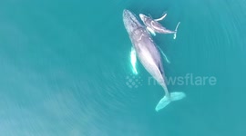 Mother and Baby Humpback whales