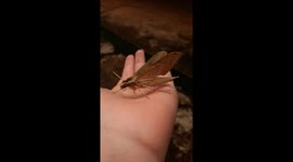 Hawk moth rests on woman's hand