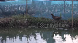 The great escape! An escaped duck surrenders and waits to be recaptured and rejoin his friends.