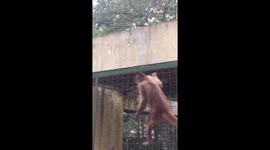 Monkey escaped from a cage to be fed