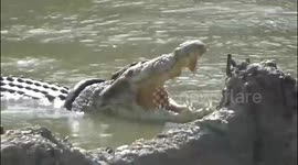 Rescue efforts continue in Indonesia to remove tyre from crocodile's neck