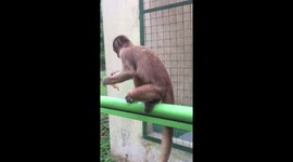 Monkey in ZOO fed with pastry and ice cream