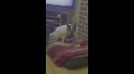 Two french bulldog pugs argueing over a doughnut, and trying to bury it in their bed