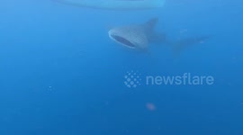 A diver plays and records a docile whale shark