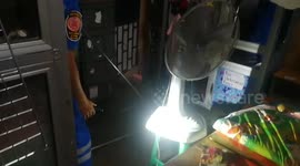 Mother cat carries kittens to safety after viper snake slithers into their room