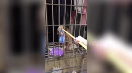 Chinese woman uses pole to feed golden retriever locked in neighbour's flat for six days