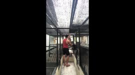 Reptile breeder struggles with angry monitor lizard stud