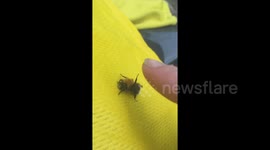 Bumble bee gives woman a 'high five' in UK