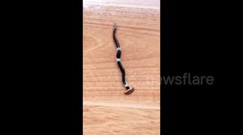Hammerhead worm spotted slithers across balcony's floor