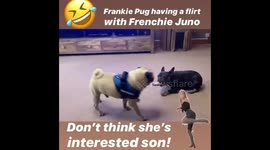 Pug fancying himself a Frenchie gal