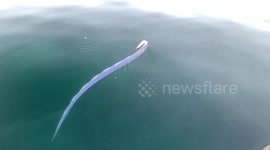 Incredibly rare moment two oarfish swim alongside each other off coast of Japan