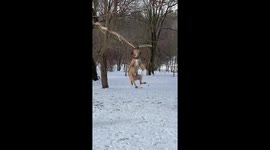This dog tries everything he can to break off branch from tree in Canada