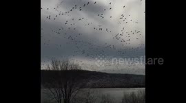 Swirly Goose Tornado #MiddleCreekWildlifeManagmentArea https://t.co/6SGunETeqT