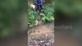 Hilarious video shows moment 'show-off' dog owner tries to leap across flooded path - and ends up falling flat on his back in mud