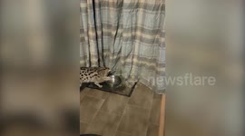 Wildlife park called to rehome a cat that's 'too wild'