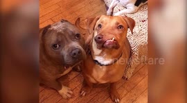 Abandoned wonky-faced dog named Picasso finally finds forever home in Oregon