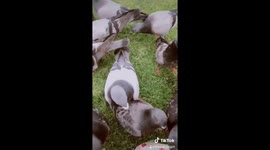 Kindhearted US teen documents herself helping pigeons on TikTok