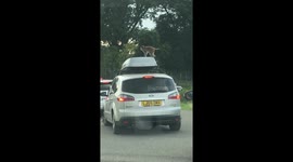 Monkey using roof box as a trampoline