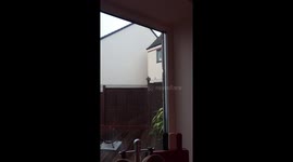 squirrel in the garden