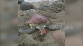 Sea turtle found dead with pieces of plastic stuck inside her intestines