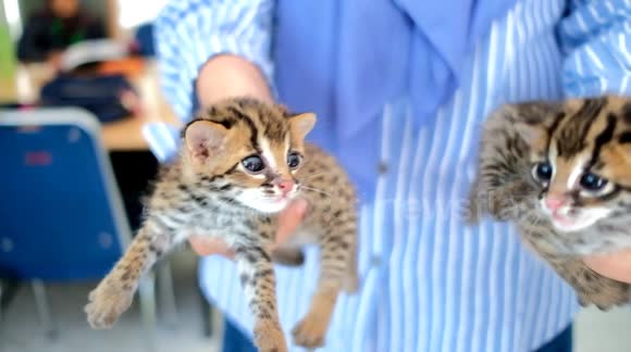 These baby Asian leopard cats recovered by conservationists in Indonesia are adorable