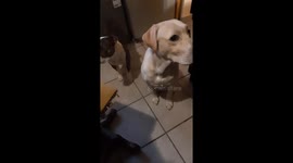 Puppies Rex and Victor can smell pancakes a mile away!