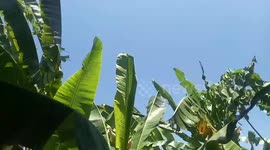 Hot weather and strong winds hit the city of Padang Indonesia