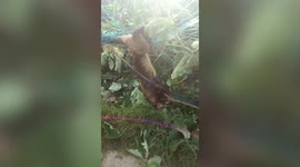 Large civet cat being rescued from deadly snare in eastern India