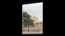 Swarm of locusts descends on Saudi city of Al Khobar