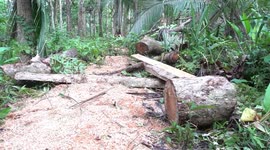Dozen of tress cut illegal at eco park in Sorsogon City