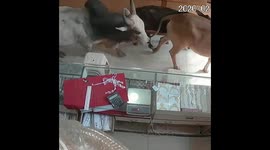Bizarre moment herd of cows enters jewellery store in India