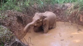Wild tuskers fall into trench, rescued by forest officials in Sri Lanka