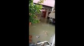 Cat leaps into flood water to swim to safety