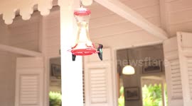 Slow motion footage of colibri flying and drinking water