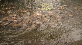 Fishes spinning in circle