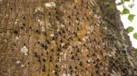 Hura crepitans Sandbox tree  with spikes.