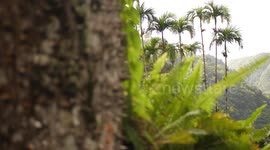 Sandbox tree Hura crepitans Tree with spikes
