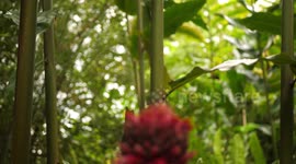 Slow motion of lizard watching camera and another one jumping