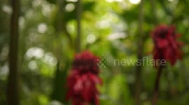 Funny small lizard watching camera on flower