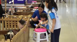 Schoolchildren feed bottles of milk to piglets