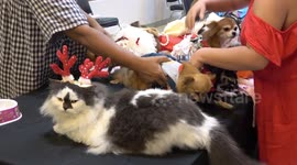 Family of ten chihuahuas and cat pose on table