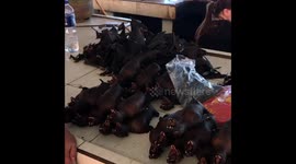 'Pasar Tomohon' Indonesia - World Most Macabre Meat Market