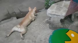 Cheeky pet dog fakes being injured to get attention from his owner