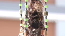Spider hunter birds putting the finishing touches and lining their  nest, that they built in a wind chime on my front porch.