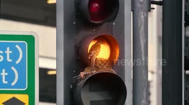 Ingenious bird builds nest for its chicks inside UK city traffic lights