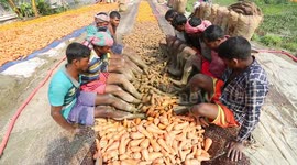 The traditional process of washing carrots with sand and feet