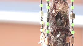A cute and funny bird lining its nest which it built in my wind chime on my front door porch.